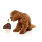 Kép 3/4 - FuzzYard Birthday Cupcake plüss kutyajáték