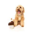 Kép 4/4 - FuzzYard Birthday Cupcake plüss kutyajáték