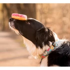 Kép 4/4 - Smart ID Nyakörv - Donuts/XS