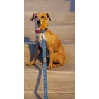Kép 2/2 - DOOG póráz Stella / S